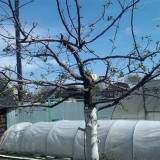 Kako podmladiti stablo jabuke rezidbom + šema